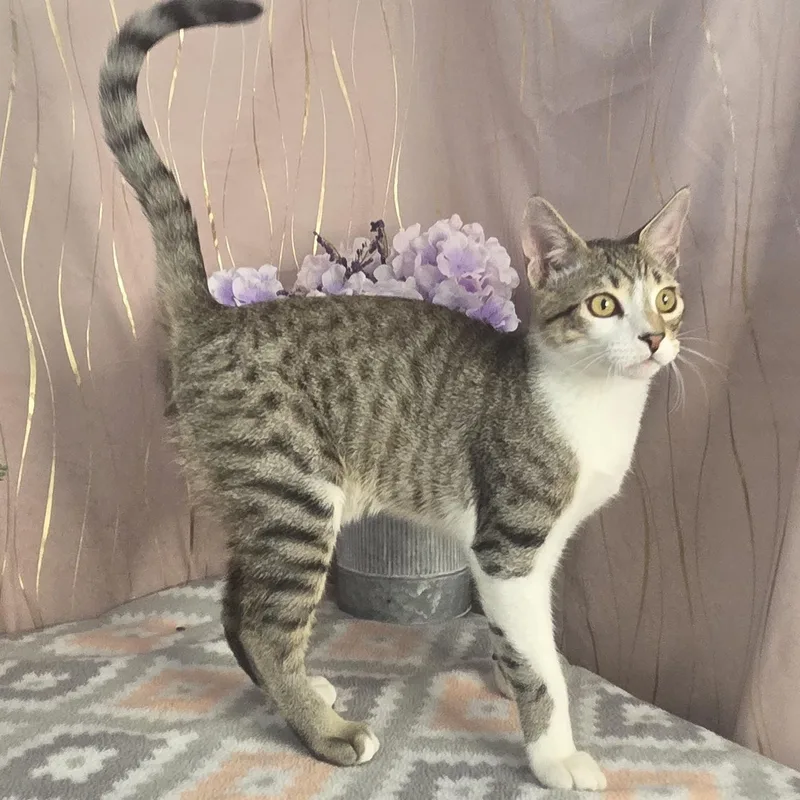 A baby small-sized male Tabby (Gray / Blue / Silver) Domestic Short Hair cat named Tiger for adoption in Long Beach, MS