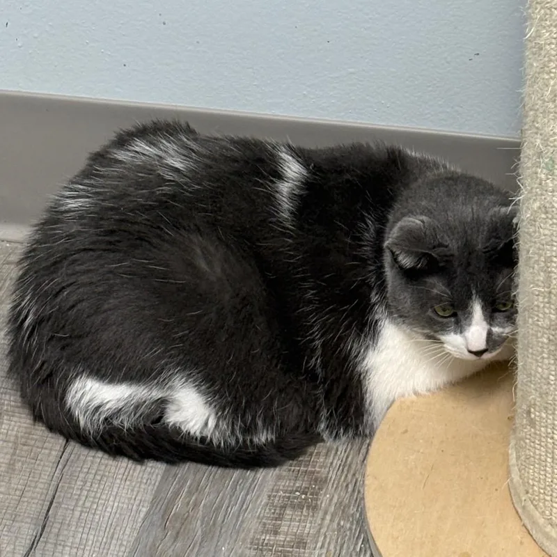 An adult extra large-sized male Domestic Short Hair cat named Mickey for adoption in Crookston, MN