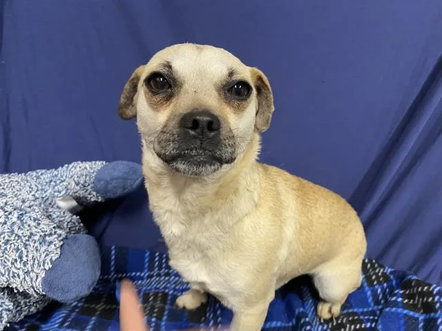 A young small-sized female Chihuahua dog named Bambi for adoption in Modesto, CA