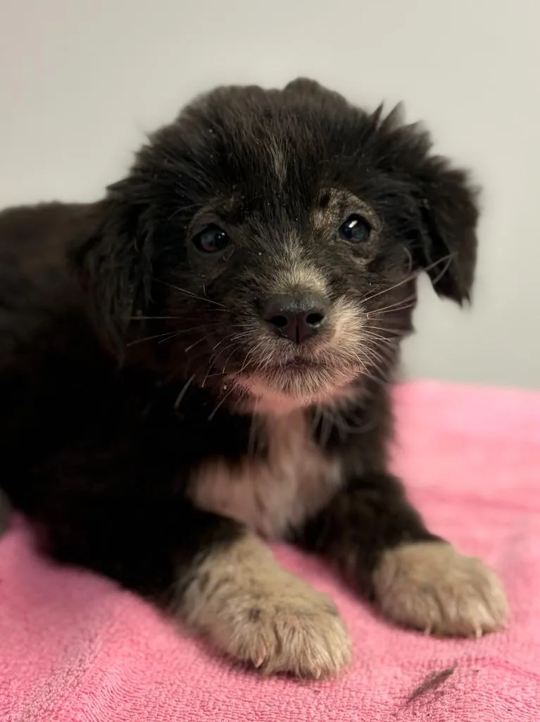 A baby small-sized female Collie dog named Periwinkle for adoption in Lockhart, TX