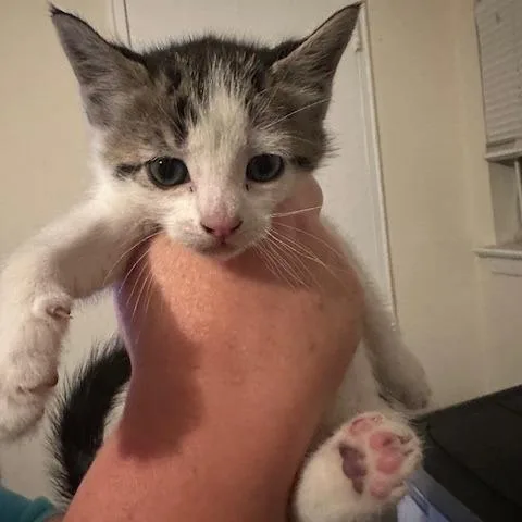 A baby small-sized male White Domestic Short Hair cat named Noah for adoption in Oceanside, NY
