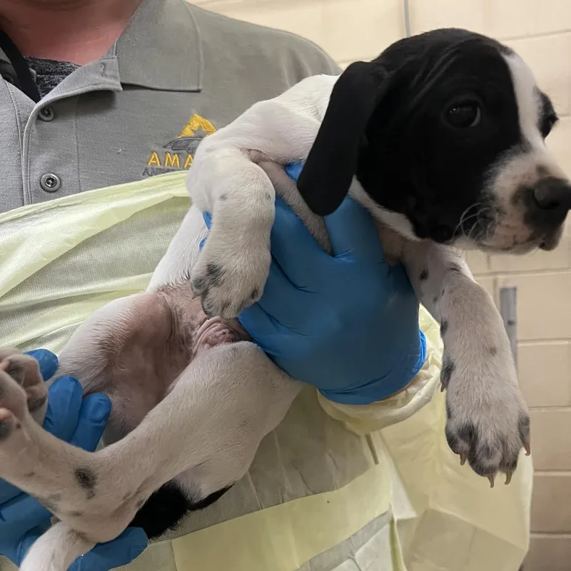A baby small-sized male White / Cream Pointer dog named Tango for adoption in Amarillo, TX