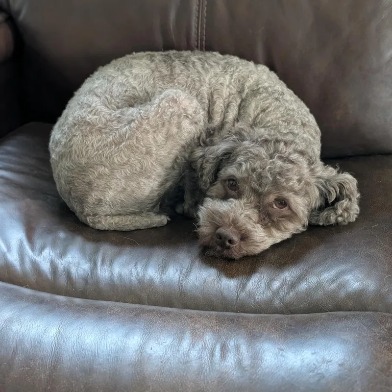 An adult small-sized male Miniature Poodle dog named Josh for adoption in St. Paul, MN