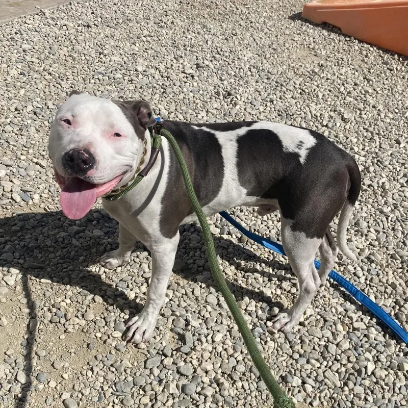 An adult medium-sized male White / Cream Pit Bull Terrier dog named WAGSStray for adoption in Westminster, CA