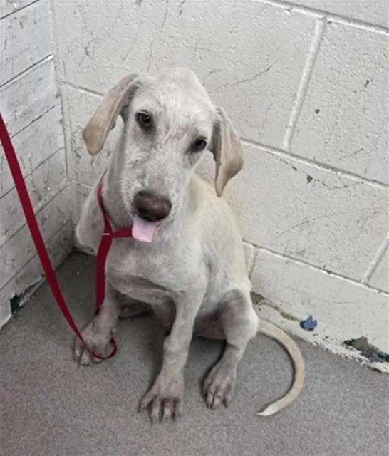A baby medium-sized male Labrador Retriever dog named Proto for adoption in San Bernardino, CA