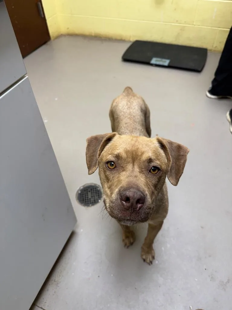 A young medium-sized female Pit Bull Terrier dog named Bunny Butt for adoption in Crossville, TN