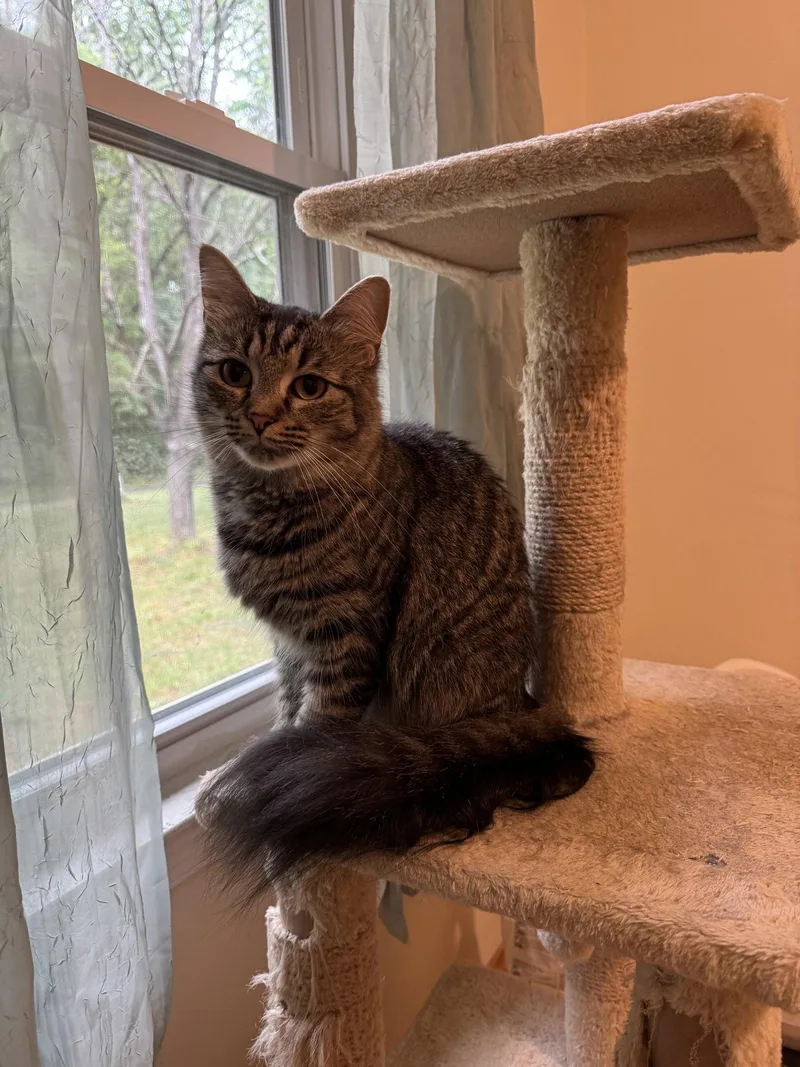 An adult medium-sized female Domestic Medium Hair cat named Riley for adoption in King George, VA
