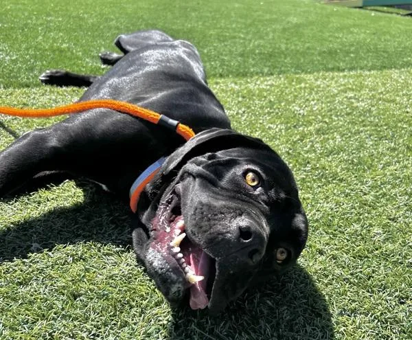 An adult extra large-sized female Cane Corso dog named Rayna for adoption in Monterey, CA