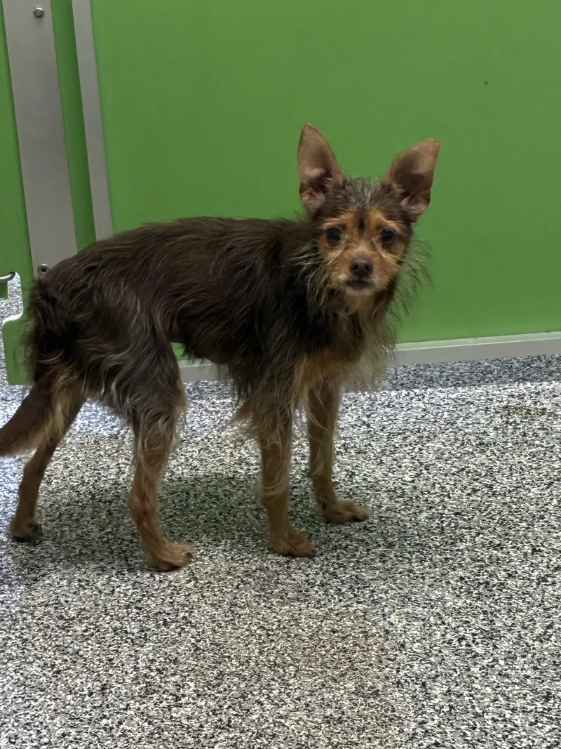 An adult small-sized female Chihuahua dog named Chichi for adoption in Atlantic, IA