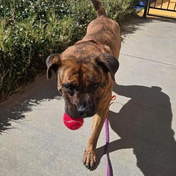 Herman Melville thumbnail 2