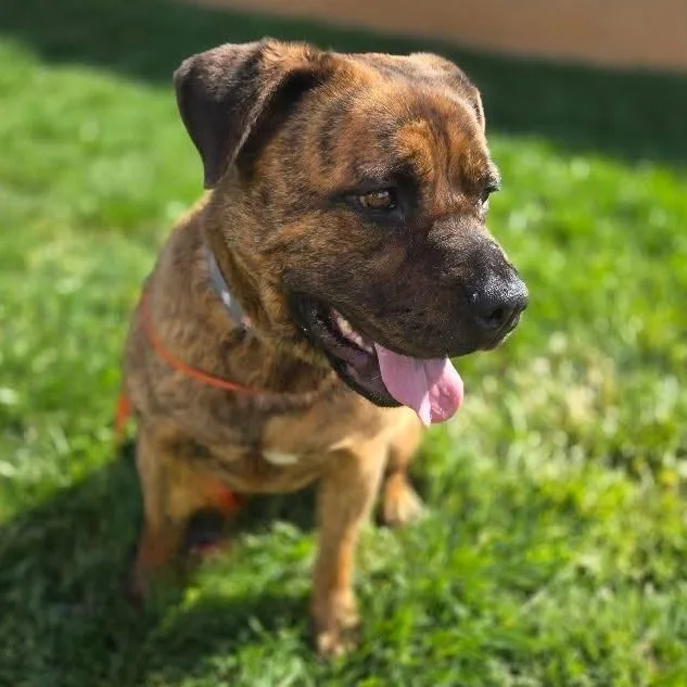 Herman Melville thumbnail 3