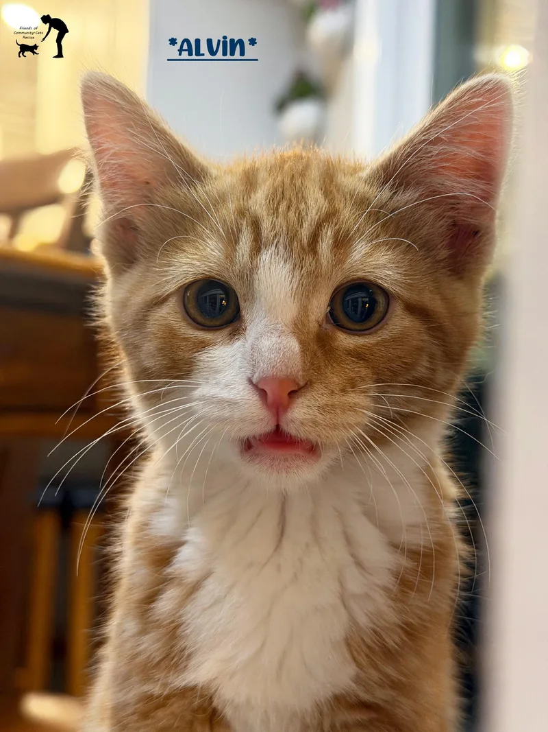 A young medium-sized male Tabby (Orange / Red) Domestic Short Hair cat named Alvin for adoption in Centerville, UT