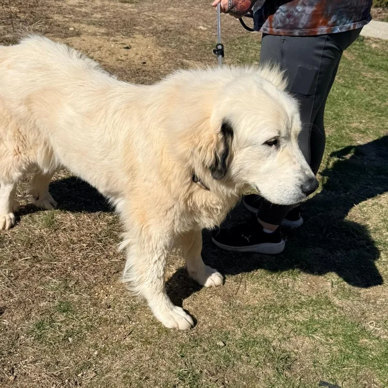 An adult large-sized female White / Cream Great Pyrenees dog named Ct Athena The Pyr for adoption in Stormville, NY