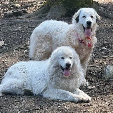 Ct Athena The Pyr thumbnail 2