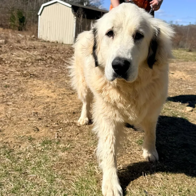 Ct Athena The Pyr thumbnail 3