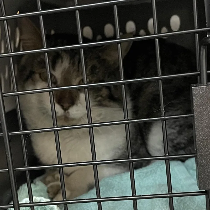An adult large-sized male Brown / Chocolate Domestic Short Hair cat named C for adoption in Port Charlotte, FL