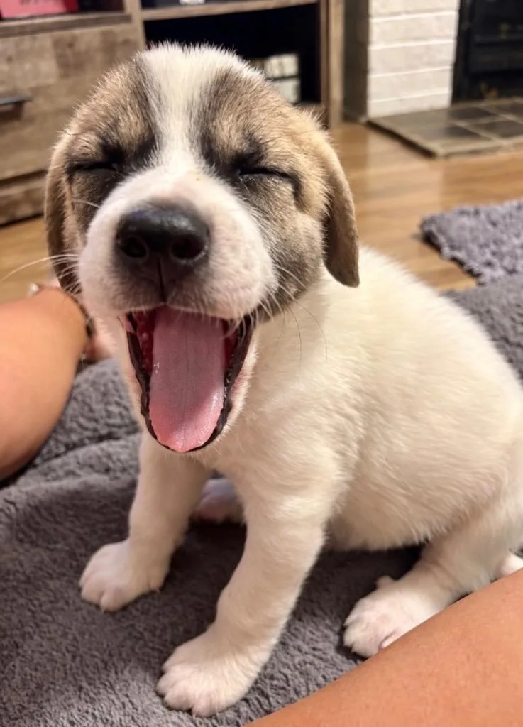 A baby large-sized male Great Pyrenees dog named Corndog for adoption in Princeton, MA