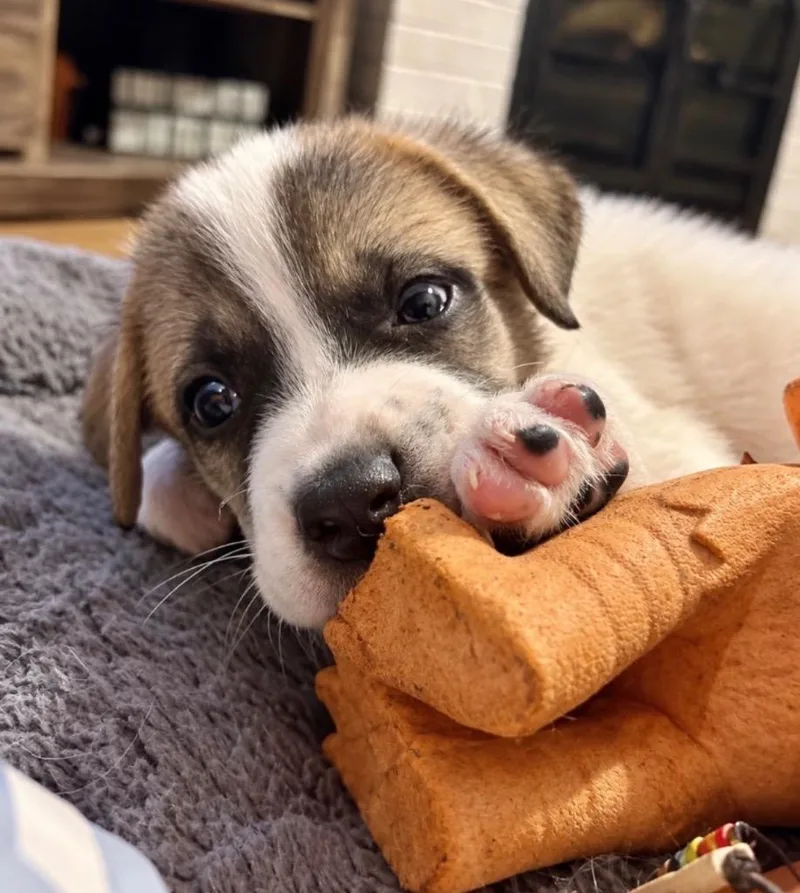 Corndog thumbnail 3