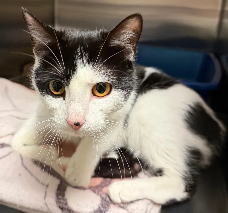 A young small-sized female Domestic Short Hair cat named Hemi for adoption in Ocala, FL