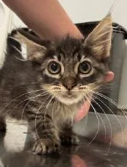 A young medium-sized female Domestic Medium Hair cat named Blair for adoption in Kansas City, MO