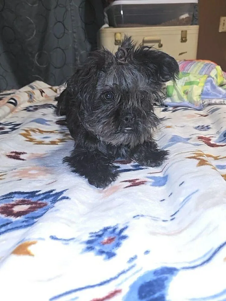 A baby small-sized female Black Mixed Breed dog named Tiki for adoption in Waunakee, WI