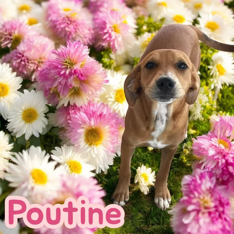 Poutine  Sc thumbnail 2