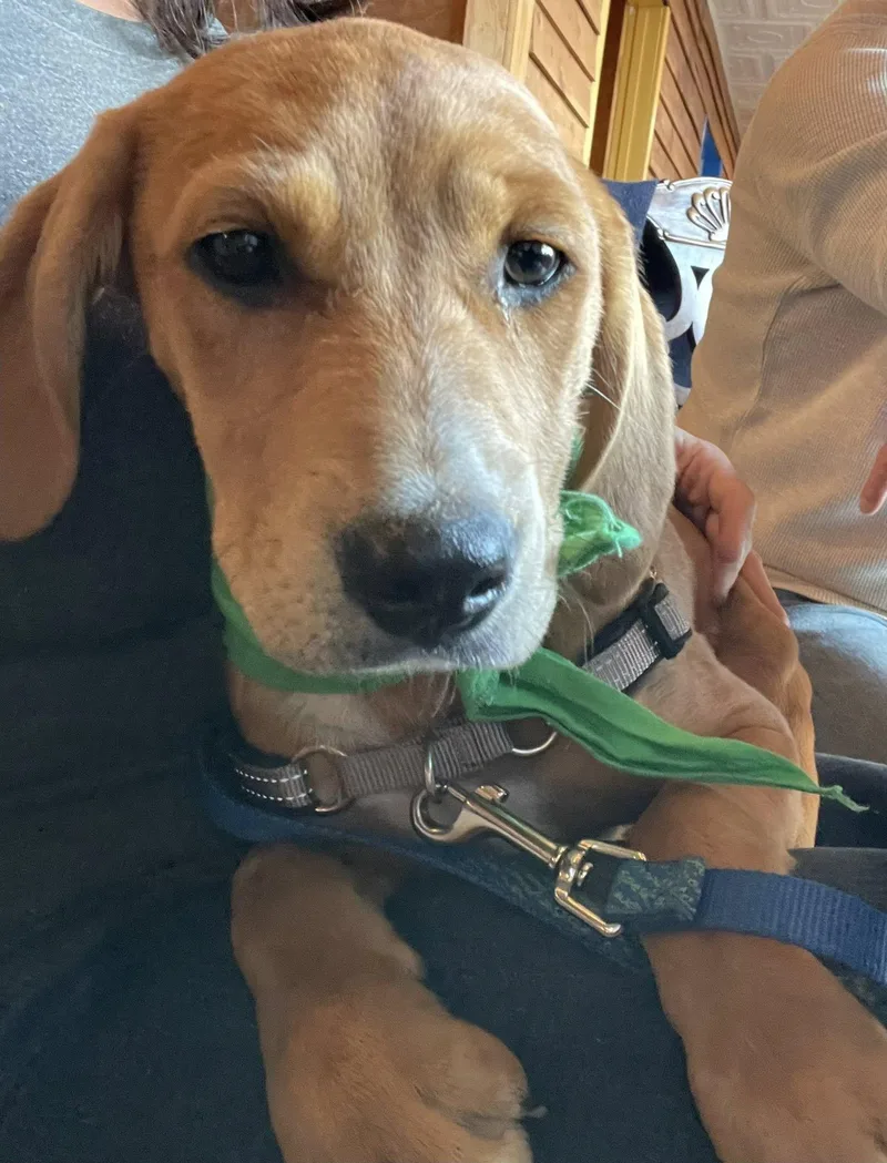 Poutine  Sc thumbnail 3