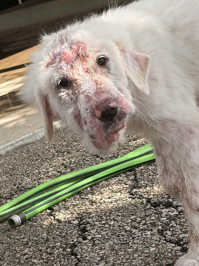 A baby large-sized male Great Pyrenees dog named Rowdy Rascal DFW for adoption in Quinlan, TX