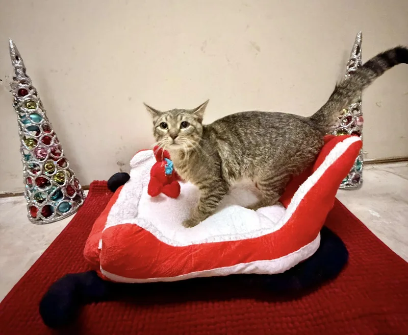 A young medium-sized male Domestic Short Hair cat named Tyler for adoption in Terre Haute, IN