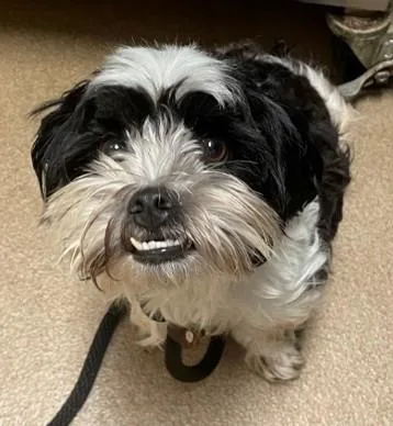 An adult small-sized male Mixed Breed dog named Fizz for adoption in Madison, NJ