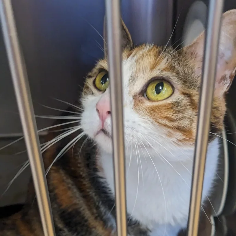An adult medium-sized female Orange / Red Domestic Short Hair cat named Teddi Sue for adoption in Spokane, WA
