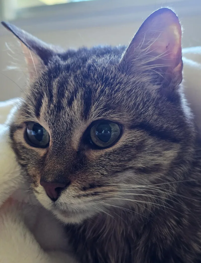 Bella thumbnail 3