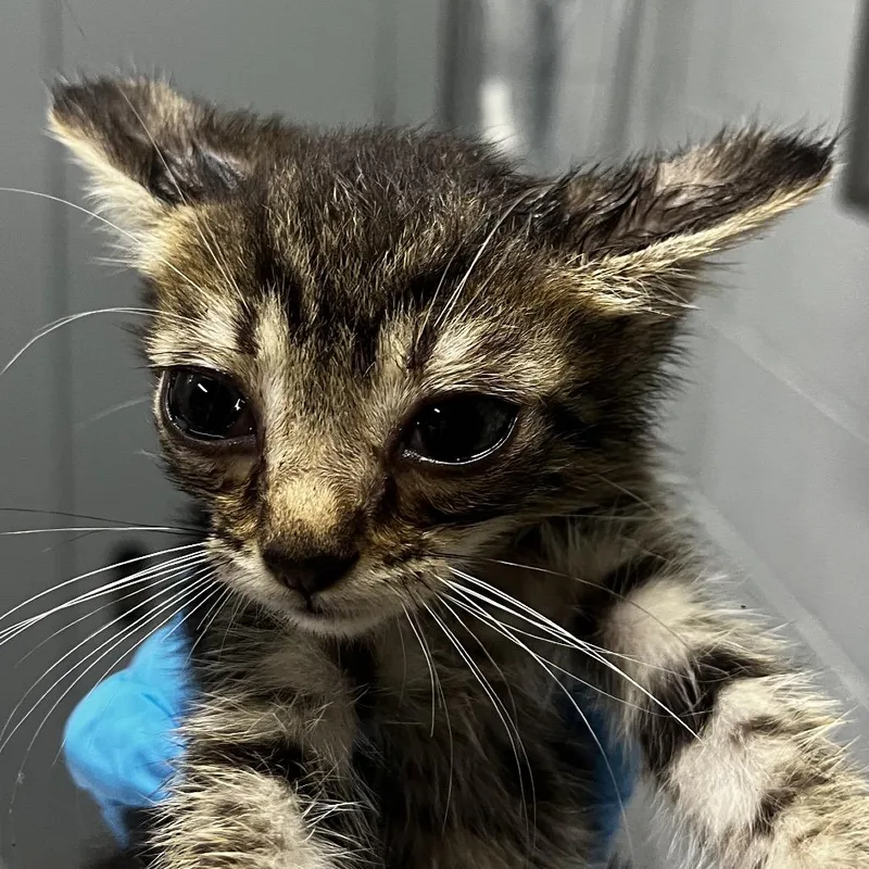 A baby small-sized male Brown / Chocolate Domestic Short Hair cat named Nobu for adoption in Summerville, SC