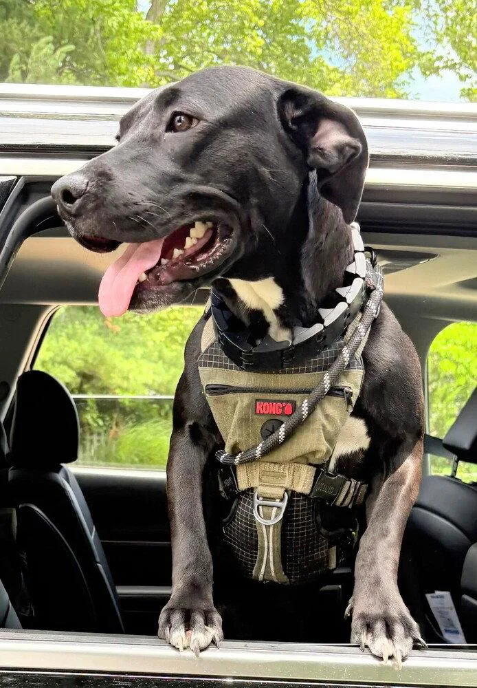 A young medium-sized male Pit Bull Terrier dog named Poppy for adoption in Caldwell, NJ