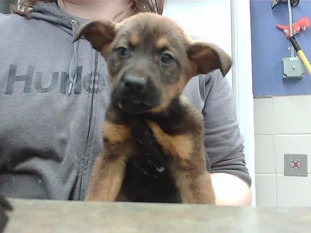 A baby small-sized female German Shepherd Dog dog named Mocha for adoption in Omaha, NE