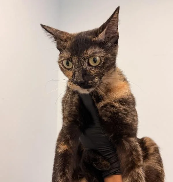 An adult small-sized female Domestic Short Hair cat named Genoveve for adoption in San Diego, CA
