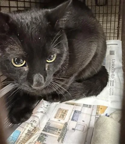 A young small-sized male Domestic Short Hair cat named Leo for adoption in Van Nuys, CA