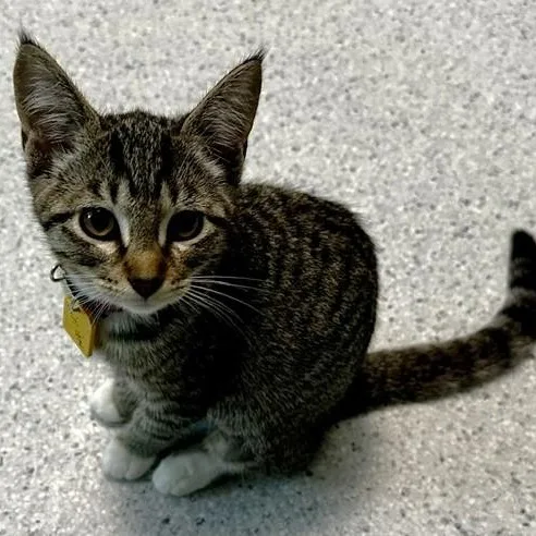 A baby medium-sized female Tabby (Brown / Chocolate) Tabby cat named Lillian  Lovely Little for adoption in Hoquiam, WA