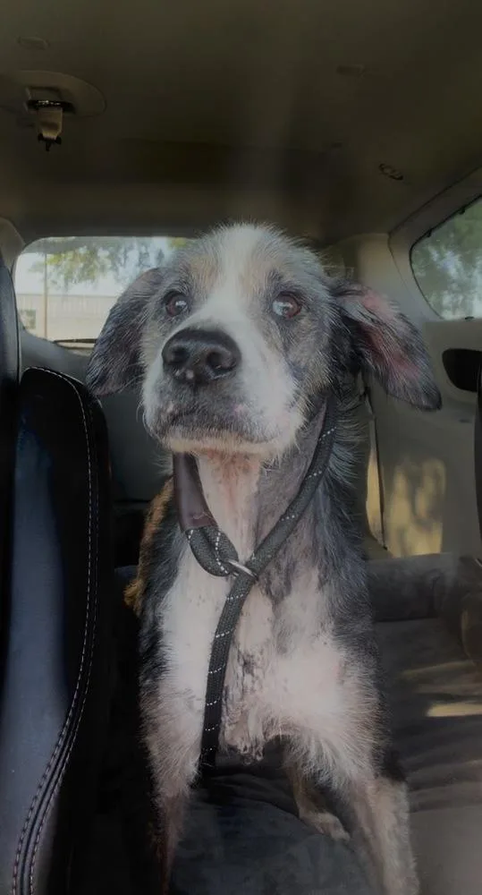 A senior medium-sized male Gray / Blue / Silver Australian Shepherd dog named Ecko for adoption in Melbourne Beach, FL