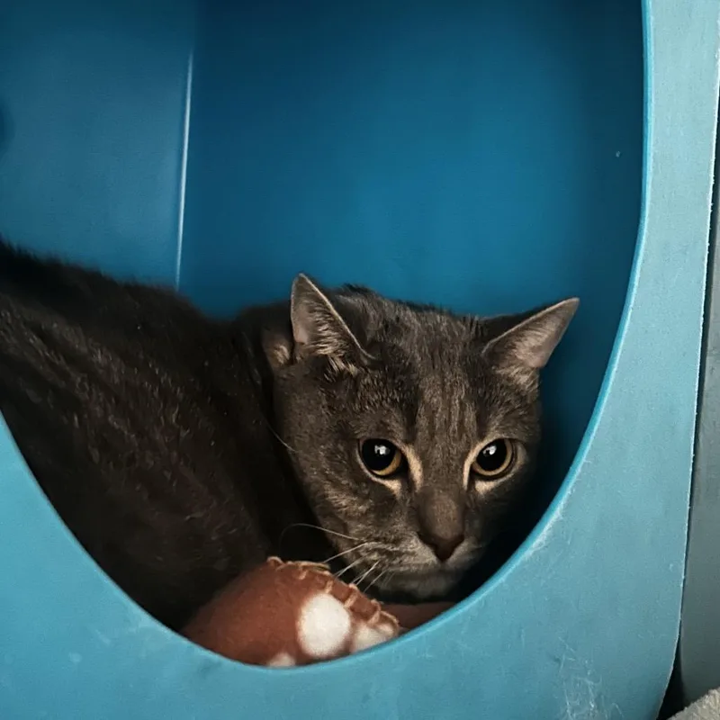 An adult extra large-sized male Gray / Blue / Silver Domestic Short Hair cat named Max for adoption in Waukesha, WI