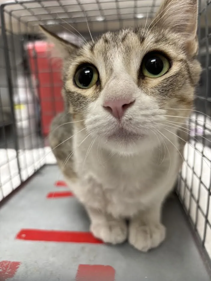 An adult small-sized female Domestic Short Hair cat named Chiwi for adoption in Las Vegas, NV
