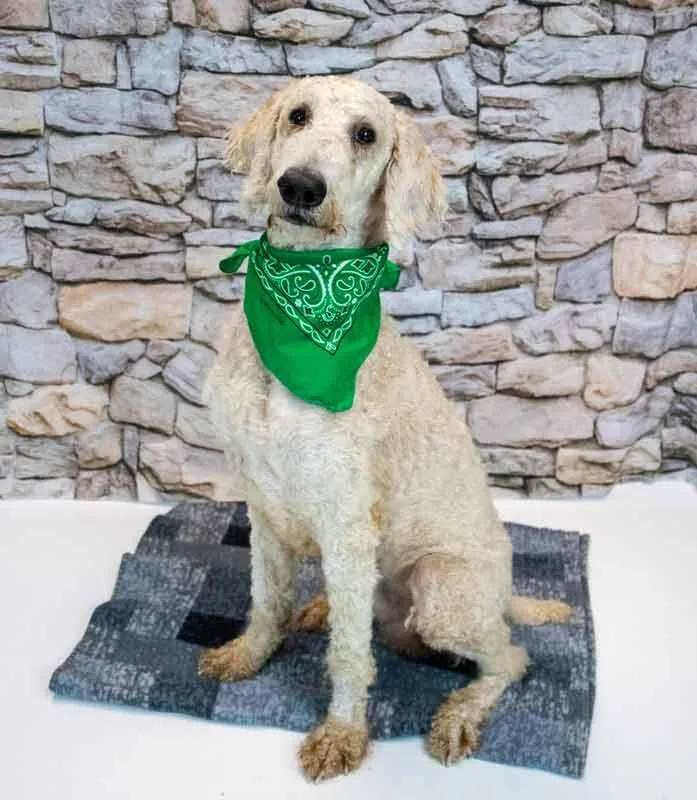 An adult medium-sized male Standard Poodle dog named Salvatore for adoption in Kennesaw, GA