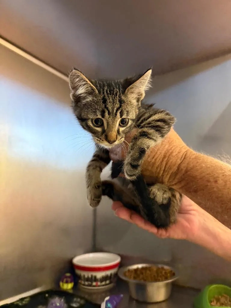 A baby small-sized male Domestic Short Hair cat named Franklin for adoption in Bossier City, LA