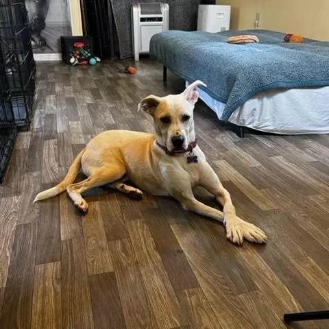 A young medium-sized female Terrier dog named Cassie for adoption in Unionville, CT