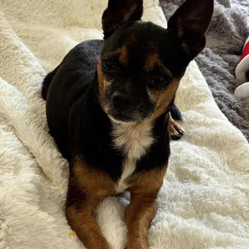 Pocket Size!!! thumbnail 2