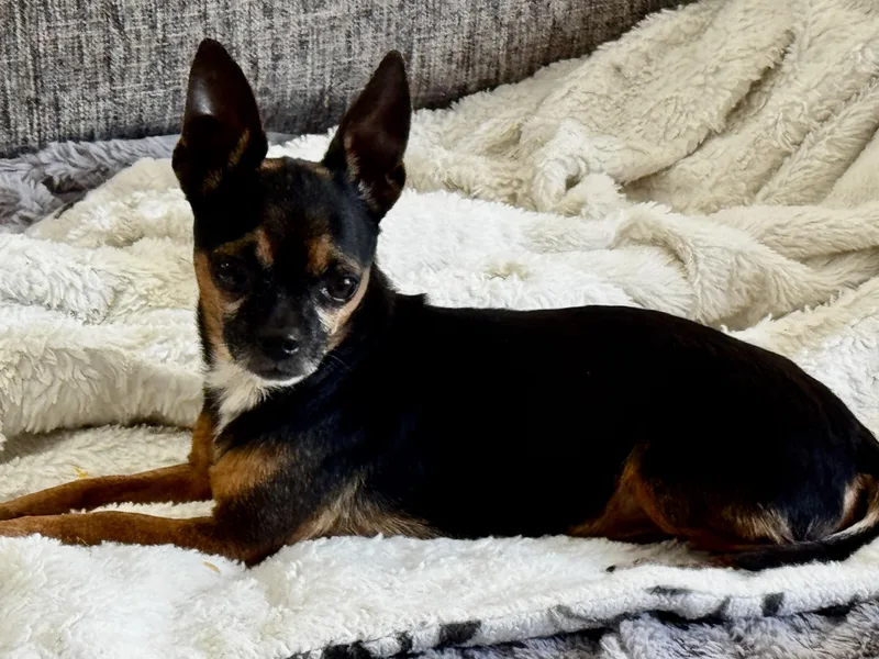 Pocket Size!!! thumbnail 3