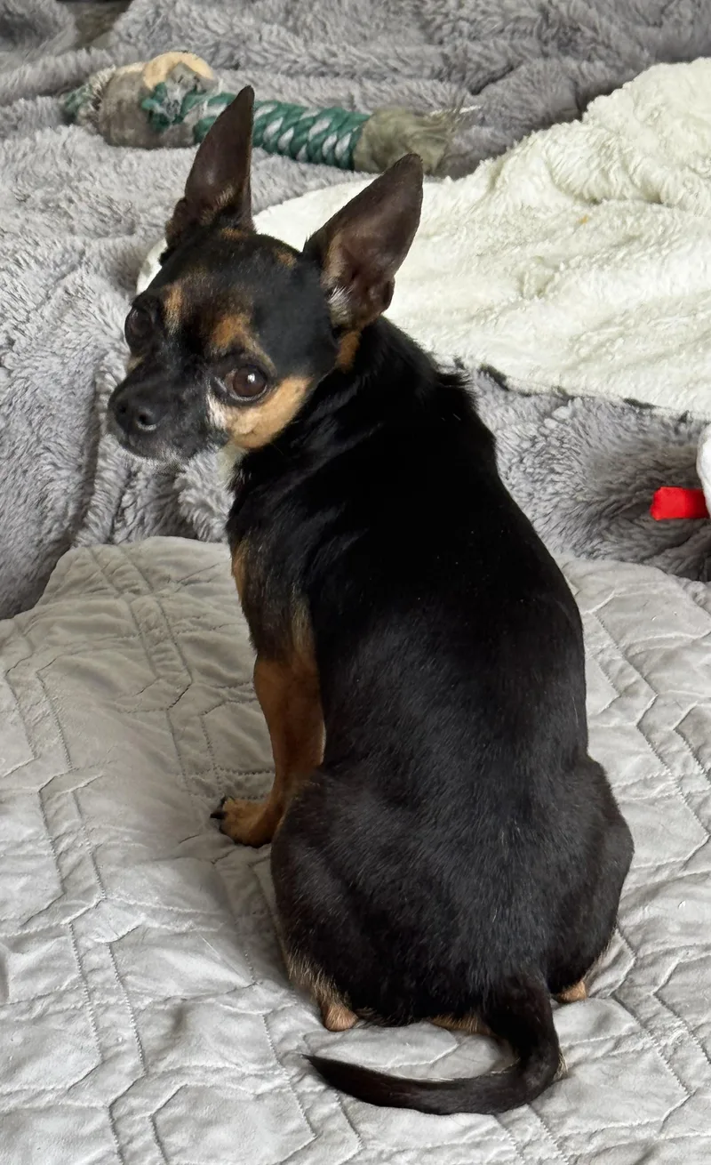 Pocket Size!!! thumbnail 4