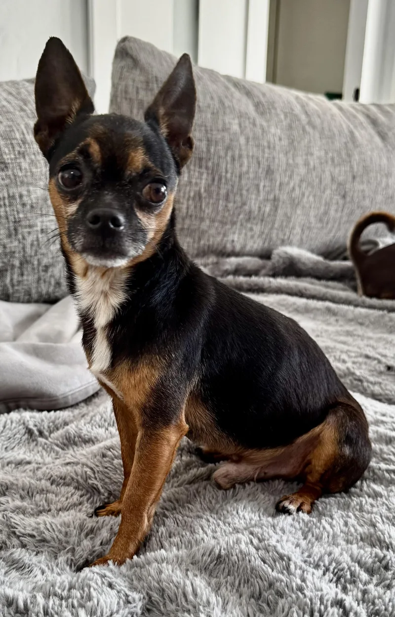 An adult small-sized male Black Chihuahua dog named Pocket Size!!! for adoption in Fort Myers Beach, FL