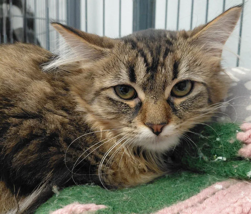A baby medium-sized female Domestic Medium Hair cat named Rue for adoption in Montello, WI
