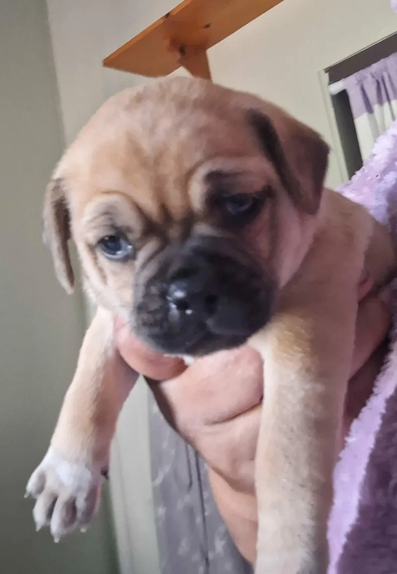 A baby small-sized female Pug dog named Lilac for adoption in Windsor, CO